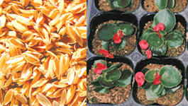 粉砕機でもみ殻をバイオマス資源として有効利用する